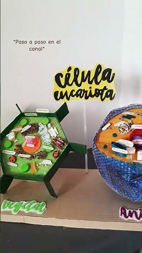 Maqueta de la célula eucariota vegetal. paso a paso en el canal.
