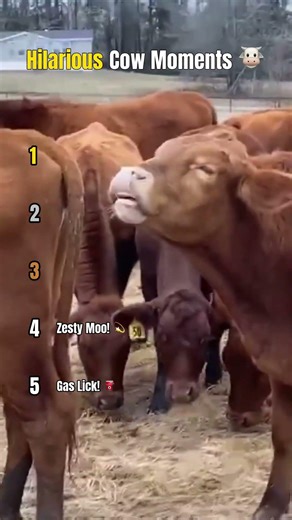 Hilarious Cow Moments You Won't Believe! 🤣