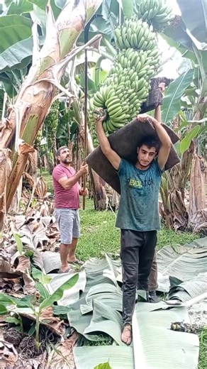 Very heavy bananas bundle 🥰🌹🌹 #fypシ゚viralシ #trendingreelsvideohow #fypシ゚viralシ2023 #reelsfbシ #reelsfypシ゚ #viralreels #reelsviralfb #viralreelsfb #reelsfypシ #reelsvideo #trend #trendingnow #virals #reelsforyou #reelsusa | Bananas World