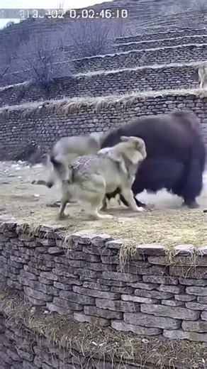 Bison Fighting Wolf Intense Wildlife Battle #wildlife #animals #viralanimals #animalfight #nature
