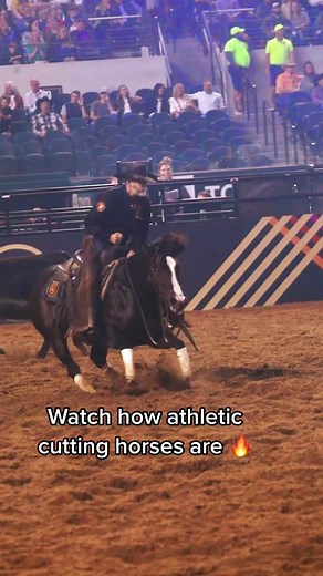 Let’s give it up for the athleticism of cutting horses 👏 🎬: Blackish and Lloyd Cox thrill the crowd at the first-ever @theamericantr Performance Horseman. #cutting #cuttinghorsesoftiktok #cuttinghorse #ncha #aqha #quarterhorse #horse #horsesoftiktok #cowboy #western #taph #theamericanperformancehorseman