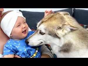 My Dog Was Smiling Looking At the Baby! Husky Puppy See a Baby For the First Time