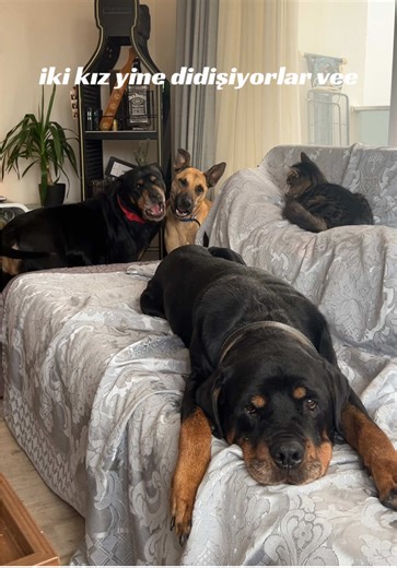bizim evin halleri shjdjfjd #rottweiler
