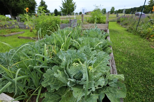 Scientists discover the invisible scent language of plants