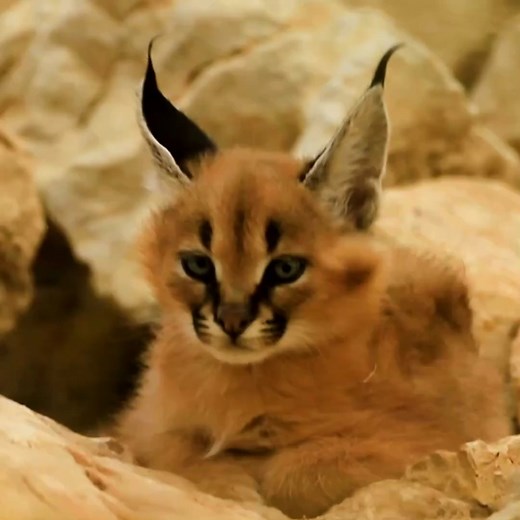 Zoom sur le caracal, ce félin méconnu aux capacités impressionnantes 😲 | GEO France