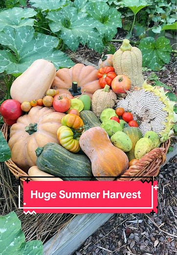 Time for a HUGE #harvest from the #garden! 🤩🌻✨ I’ll be harvesting different varieties of squash, native fruits, sunflowers and more! #farmlife #abundance