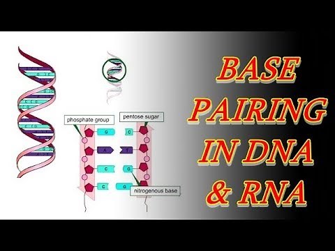 Base Pairing in DNA and RNA