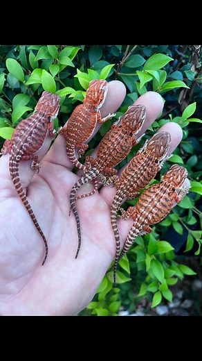 7K views · 112 reactions |  RED DEVIL GIVEAWAY UPDATE!  Hey...