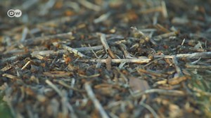 What's the color of insect blood?