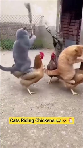 Cats Riding Chickens 😂🐱🐔 #comedy #funny #fun #animals #funnyanimals 🤣