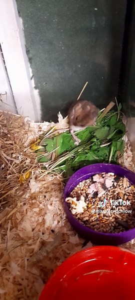 Raymond the Field Mouse: Happy and Healthy Update