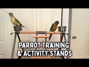 Parrot Training & Activity Stands - Bird Bonding & Enrichment | TheParrotTeacher
