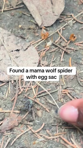 Super Mama wolf I came across this wolf spider carrying her egg sac and couldn’t resist taking a photo of this incredible mother. Their dedication is unmatched, always protecting the next generation. The flash is on low power and diffused! There is no harm done to her. | explorewithdara