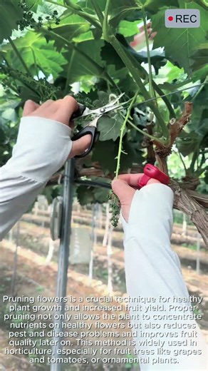 How to Prune Flowers Properly for Plants #viral #tools #smart #agriculture