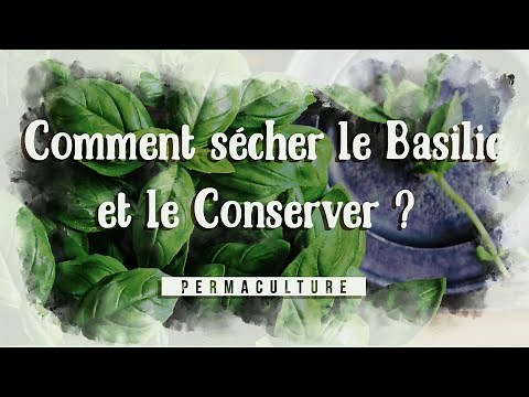 Comment sécher et conserver le basilic ?