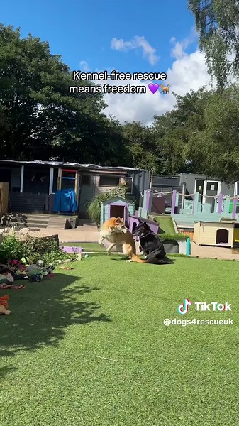 Lucy: The Playful Pup from Romania's Rescue