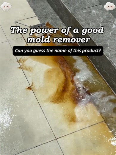 Effective Mold Removal Solutions for Homes