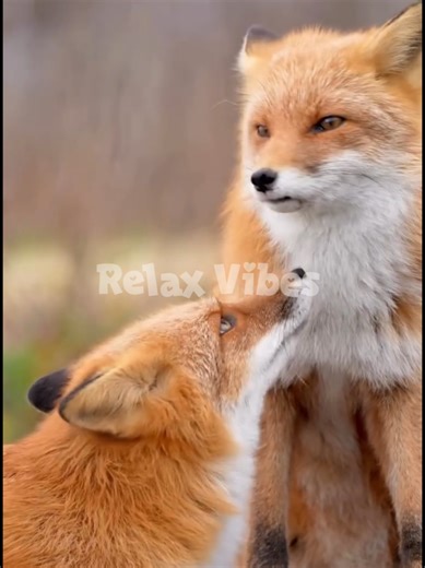 Músicas para Calmar a Mente e Conectar com a Natureza