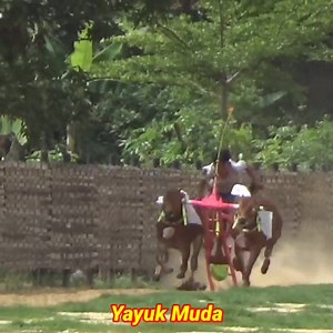 33K views · 344 reactions | Full Taser.... Bibit Karapan Sapi Kecil Yang Akan Ikut Di HUT Tim Ser Naser. | Kerapan Sapi Madura | Facebook