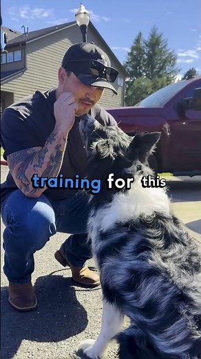 Dog Tips for Beginners: $100 Dog Trick Challenge 🐶💸
