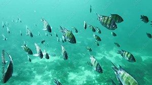 Shoal of tropical fish swimming in ocean water below boats, Thailand.