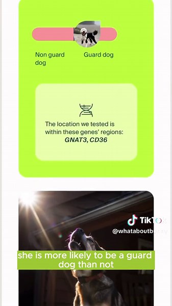 Discover Your Dog's Genetic Heritage with Know Your Pet DNA