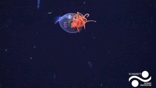 106K views · 1.5K reactions | This colossal squid has been filmed in its natural habitat for the first time. Learn more: https://scim.ag/43TvWOf | Science | Facebook