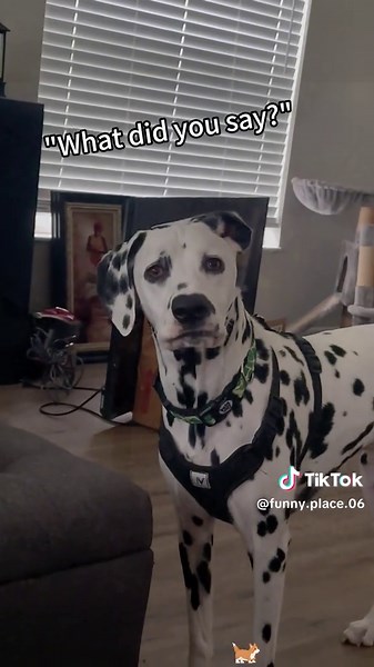 Hilarious Dalmatians Steal the Show