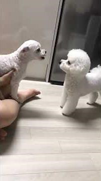 KIMERA ("THE LOST OPERA")[MEDLEY 1985]