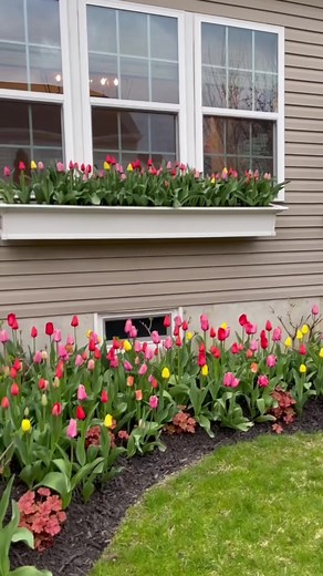 Our window box garden looks stunning, from last summer (2023) to this spring (2024). The Darwin Hybrid variety has filled this area, from the window box to the flower bed. 🌷🌷🌷I planted approximately 300 tulip bulbs last fall and all of the bulbs have bloomed beautifully, adding a burst of color and interest to our garden, and even inside our house! ✨ Also, this is the first time mass-planted bulbs in the window box and I'm so glad that I did it. Definitely, a repeat for next season! 😉 #goodp