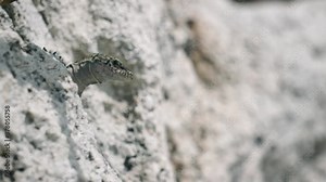 Lizard close-up among white sand stones on the beach. Footage. Creeping poisonous animal in the natural environment. Wildlife concept