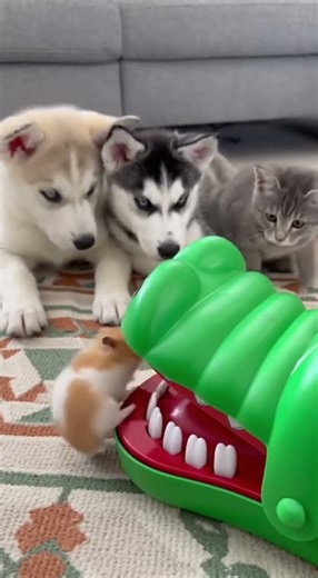 Magic Pet Tales – Stories That Touch the Heart