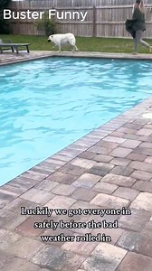 1.2M views · 46K reactions | Pups that decided to swim during tornado warnings!! #blowthisup #grow #petlovers #pettok #doglovers #dogvideos #dogsoftiktokviral #lovedogs #dogsofttiktok | Buster Funny | Facebook