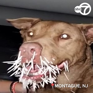 50K views · 2.7K reactions | A family is mourning the loss of a 9-year-old pit bull-mix named Chester, who died after getting into a fight with a porcupine in NJ. Veterinarians were able to remove several quills, but some went into Chester and pierced his organs, including his heart.  https://abc7.la/3Bi4vxJ | ABC7 | Facebook