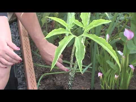 How to Care for a Voodoo Lily