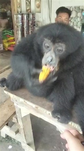 Perut Keras dan Tanda Kehamilan: Apa Saja Gejalanya?