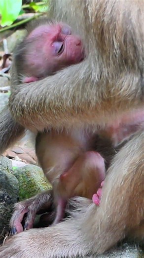 #animals #monkeysr #monkey