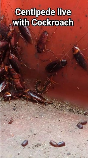 Centipede and Cockroach in action life #insects #nature #macrolife #wildlife #love #cute #beautiful