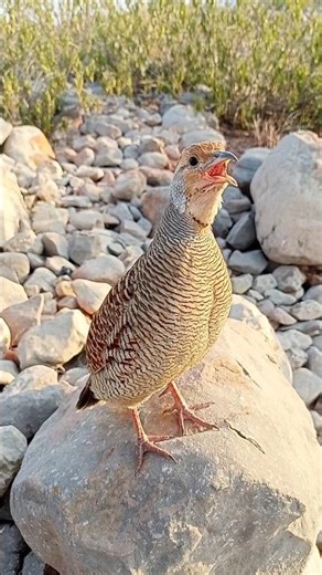 Gray Partridge Forest Call | Teetar Ki Awaaz#ForestBirds #GrayPartridge #TeetarKiAwaz #NatureCalls