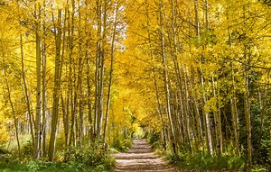 Why do leaves change color?