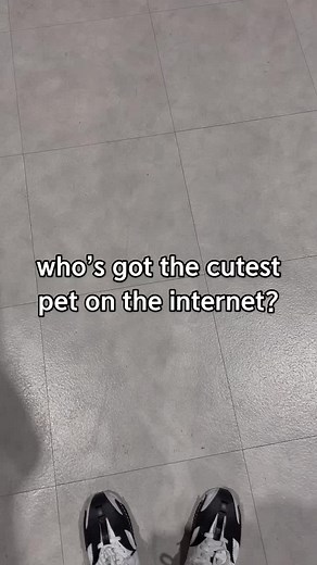 Cutest Stray Kids Pets Compilation