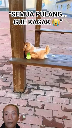 Yang Lain Mudik… Dia Cuma Bengong 😭