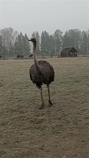 ostrich cat and wolf in one video 😳 #shorts