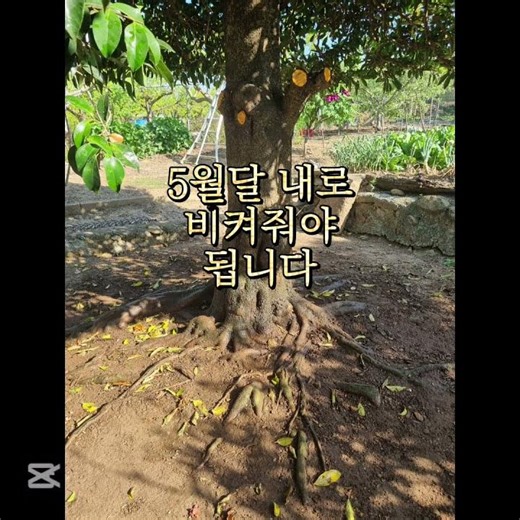 #조경#아왜나무#나무판매#소나무#해송#분재#향나무#팽나무#정원수#특수목#노거수#매화나무#목회나무#주목#나무심기#나무수술#나무전지#나무개작