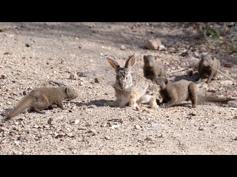 We've NEVER Seen This Before!