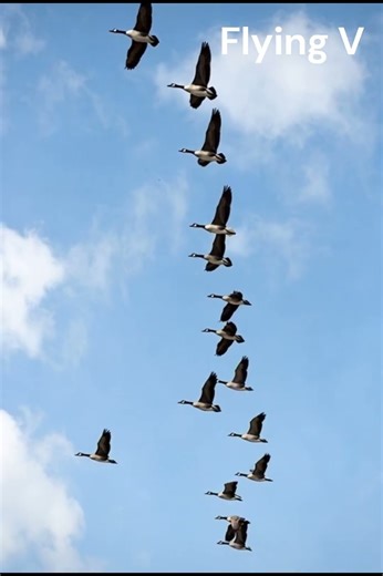 They Incredible Flying V. #ducks #nature #naturelovers #facts #birds #birdlovers