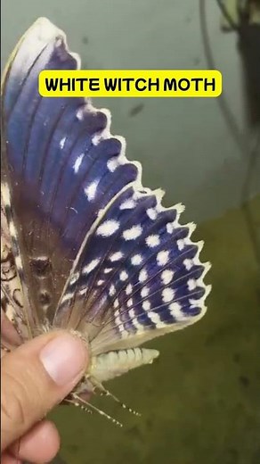 Biggest and Smallest Butterflies You’ve Never Seen!