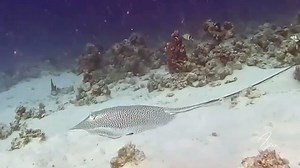 Behold the Ocean’s Gentle Giant: The Spotted Stingray 🌊🐡 Marvel at the grandeur of the giant spotted stingray, a true oceanic treasure. With its almost circular body and mesmerizing pattern of light and dark spots, this gentle giant commands awe and respect. Its long, black tail, lined with venomous spines, is a testament to its wild nature. 🔍 #GiantSpottedStingray #MarineBiology #OceanGiants #WildlifeConservation #stingray #underwaterworld #UnderwaterPhotography #underwatervideo #scuba #uwph