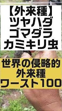 外来種、在来種の見分け方❗〜カミキリ虫編🐛 固定種専門農家 湘南小巻ファーム#shorts #固定種#無農薬#無化学肥料 #害虫 #カミキリ虫 #農作物被害 #自然栽培 #在来種を守る #伝統野菜