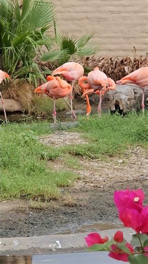 Stunning Flamingos in the Wild 🦩